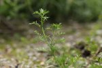 Corne de cerf ou Lepidium didymum