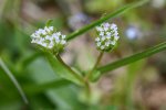 Mâche ou doucette (Valerianella locusta)