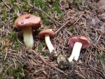 Chalciporus amarellus