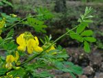 Coronille arbrisseau, une des rares plantes fleuries