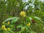 Sureau à grappe (Sambucus racemosa)
