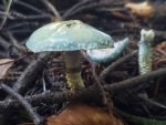Le Strophaire vert-de-cris, Stropharia aeruginosa