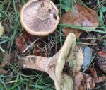 Lactaire sanguin (Lactarius sanguifluus)