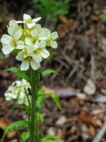 L’Arabette tourette (Pseudoturritis turrita)