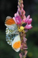 Capture d’un papillon par une araignée crabe