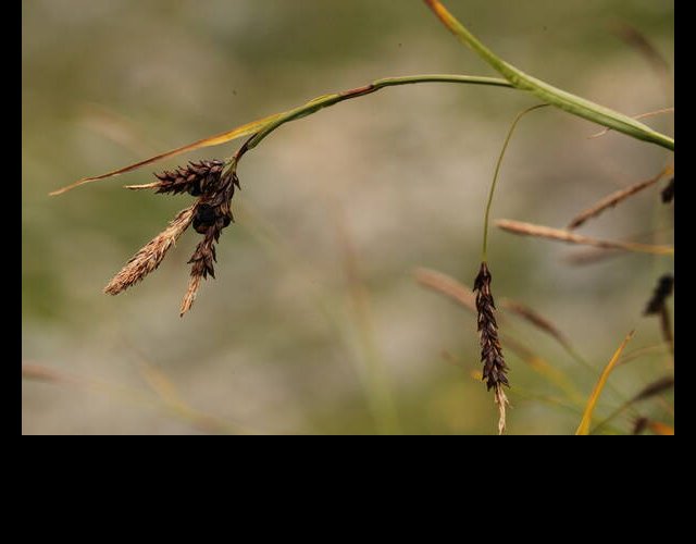 Chammignon parasite sur les épis de La Laîche ferrugineuse (Anthracoidea sempervirentis) &copy;Photo Ph. Pellicier