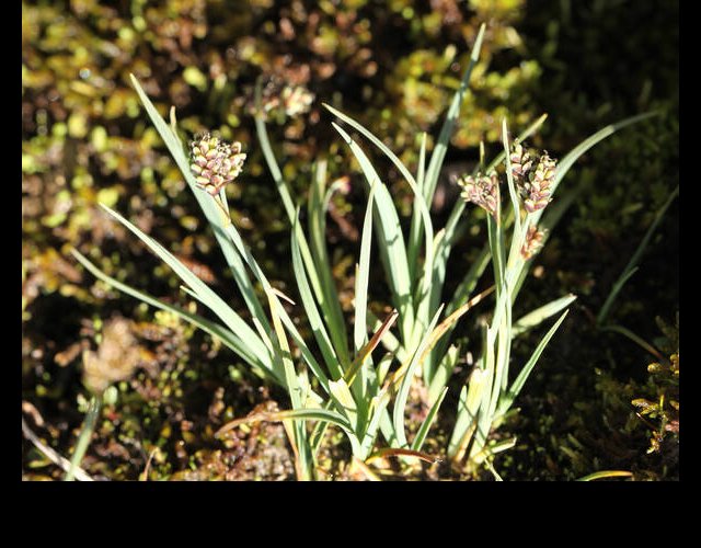 Laîche bicolore (Carex bicolor), protégée &copy;Photo Ph. Pellicier