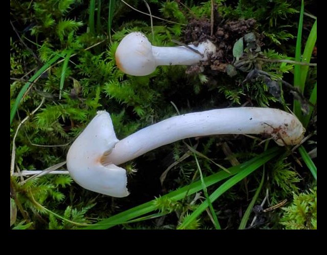 L'inocybe pudique