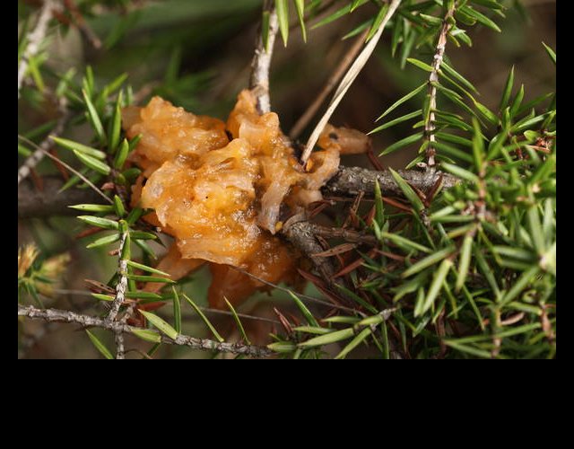 Gymnosporangium clavariiforme &copy;photo O. Lussiana