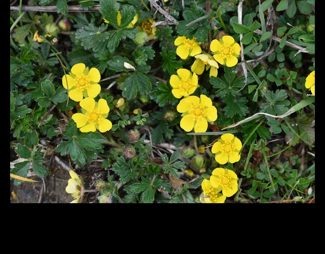 Potentille printanière (Potentilla verna) &copy;photo R. Theaud