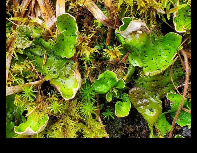 Peltigera aphtosa, face supérieure