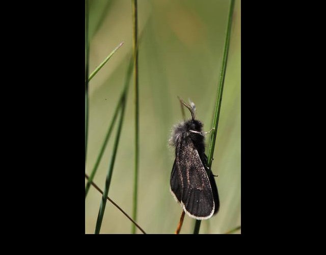 Typhonia ciliaris &copy;photo Ph. Pellicier