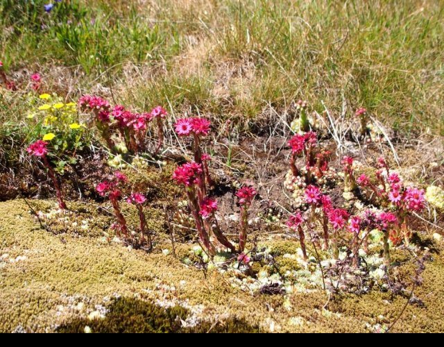 Joubarbe de montagne, Sempervivum montanum &copy;Photo J.-P. Bérard