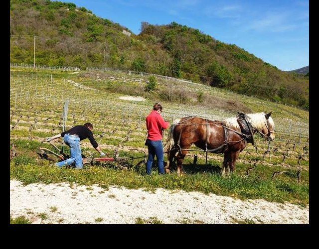 Labour de la vigne à cheval... &copy;Photo Ph. Pellicier