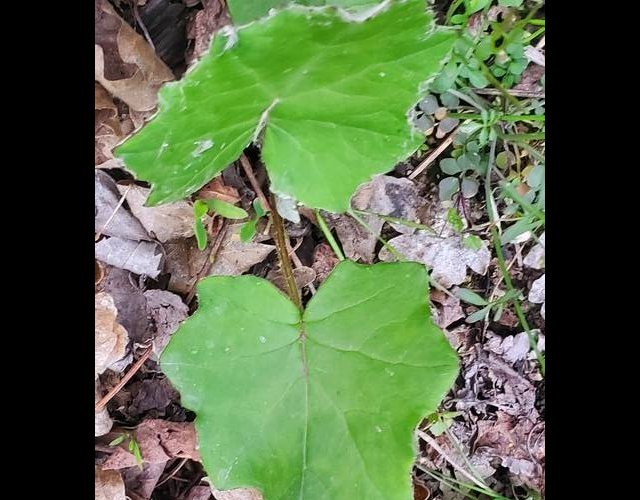 Feuilles de Tussilage &copy;Photo Ph. Pellicier