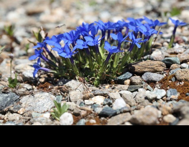 Gentiane de Schleicher, Gentiana schleicheri  &copy;Photo Ph. Pellicier