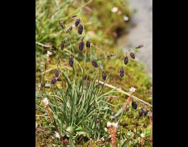 Laîche brûlée (Carex atrofusca), protégée &copy;Photo Ph. Pellicier