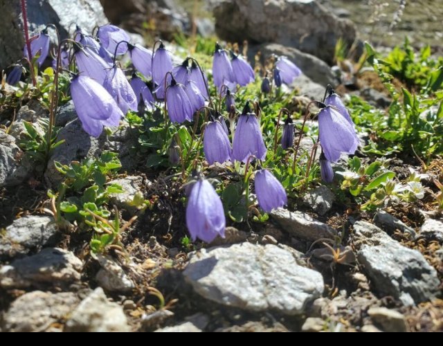 Campanule naine, Campanula cochlaerifolia &copy;Photo Ph. Pellicier