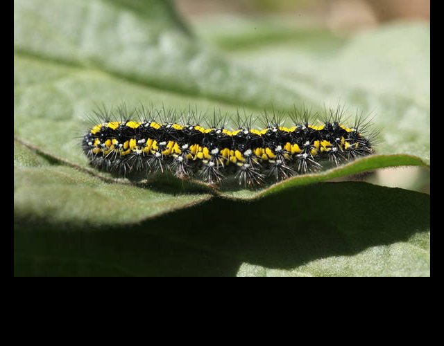 Callimorpha dominula &copy;photo P. Pellicier