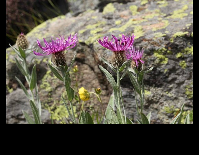 Centaurée uniflore (Centaurea uniflora) &copy;Photo Ph. Pellicier