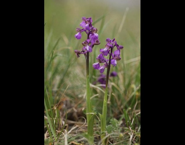 L'Orchis bouffon &copy;Photo Ph. Pellicier