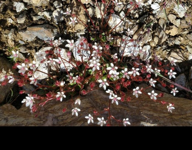 Saxifrage étoilée, Micranthes stellaris &copy;Photo Ph. Pellicier