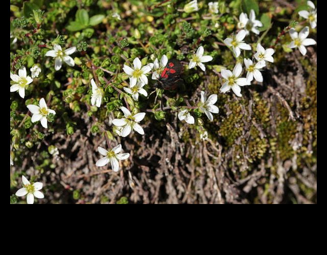 Sabline fausse moehringie (Arenaria multicaulis) &copy;Photo Ph. Pellicier