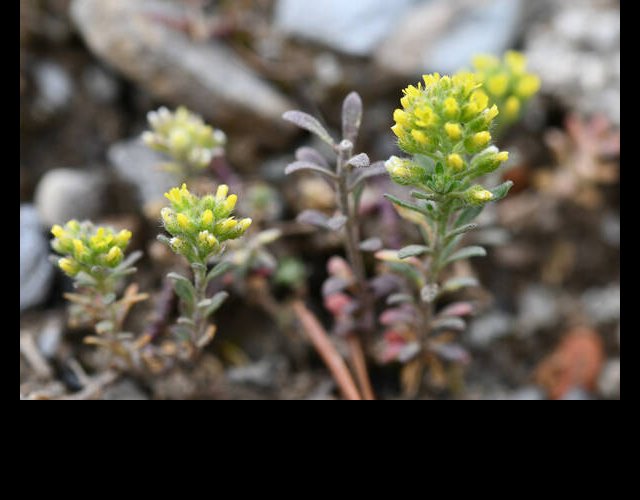 Alysson à calices persistants (Alyssum alyssoides) &copy;photo R. Theaud