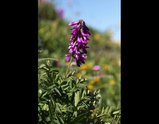 Le Sainfoin obscur &copy;photo Ph. Pellicier