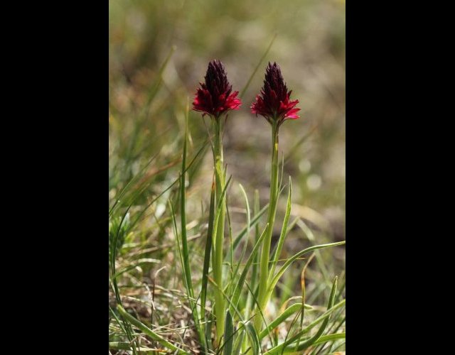Nigritelle du mont Cenis, Gymnadenia nigra subsp. cenisia &copy;Photo Ph. Pellicier