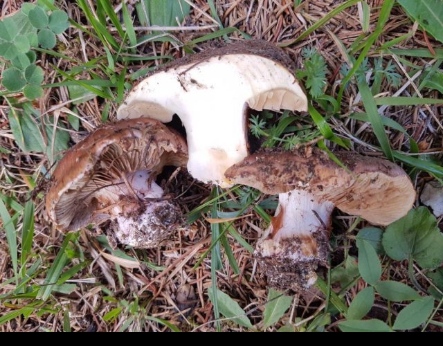 Cortinarius glaucopus &copy;Photo Ph. Pellicier