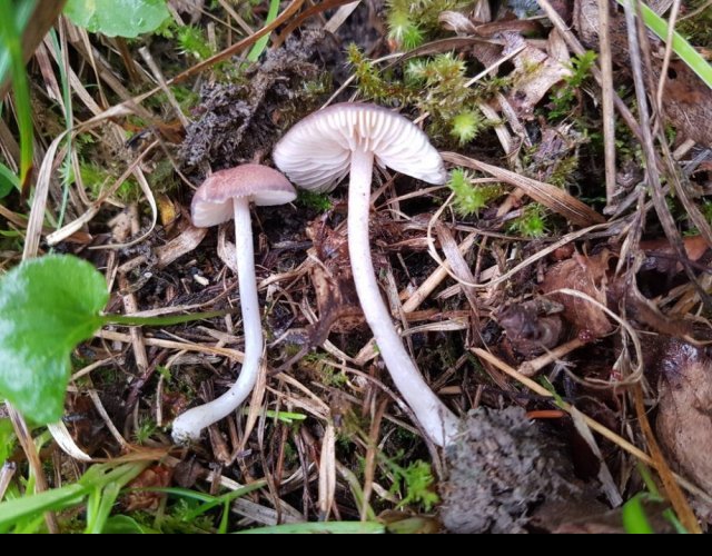 Entoloma catalaunicum &copy;Photo Ph. Pellicier