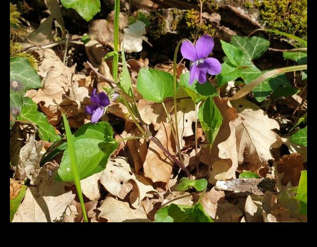Violette de Rivinius &copy;Photo O. Lussiana