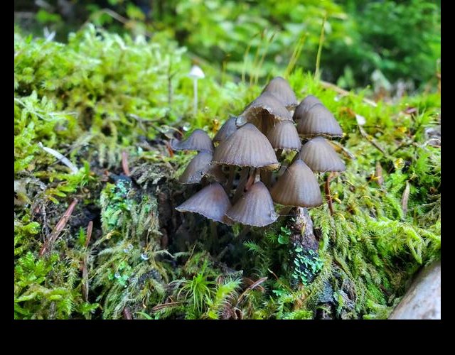 Mycène à odeur de javel, Mycena alcalina