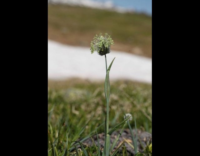 Alopecurus de Gérard, Alopecurus gerardii &copy;Photo Ph. Pellicier