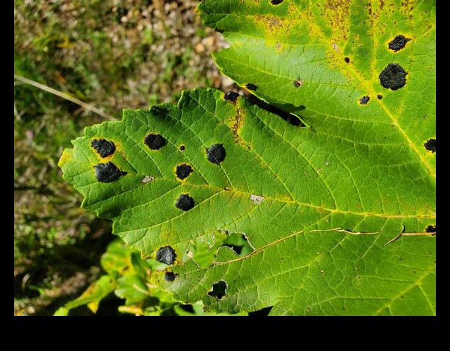 Un parasite de l'érable sycomore, Rhythisma acerinum