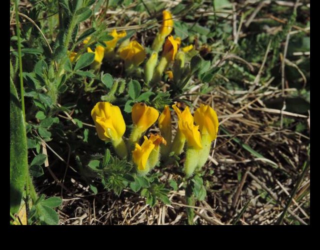 Le Cytise à fleurs en tête &copy;photo O. Lussiana