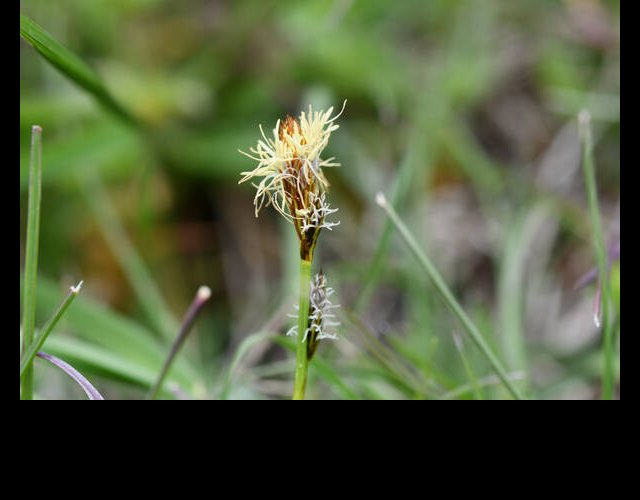 Laîche printanière (Carex caryophyllea) &copy;photo R. Theaud