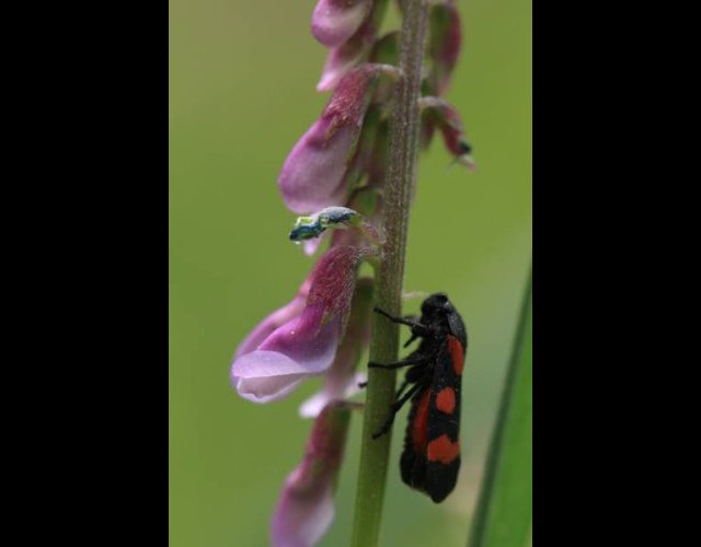 Cercopis sanguinolent sur vesce &copy;photo Ph. Pellicier