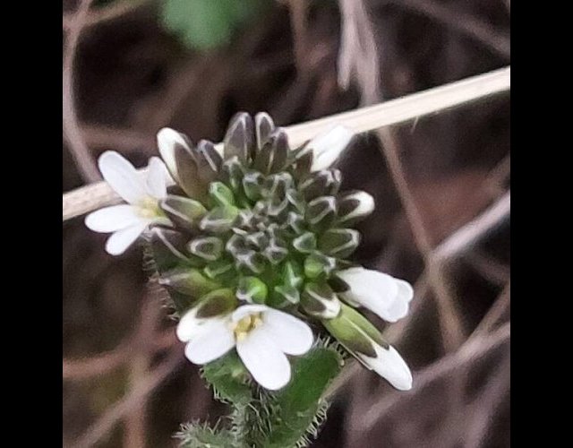 Arabette hisruste, jeune inflorescence &copy;Photo S. Millot