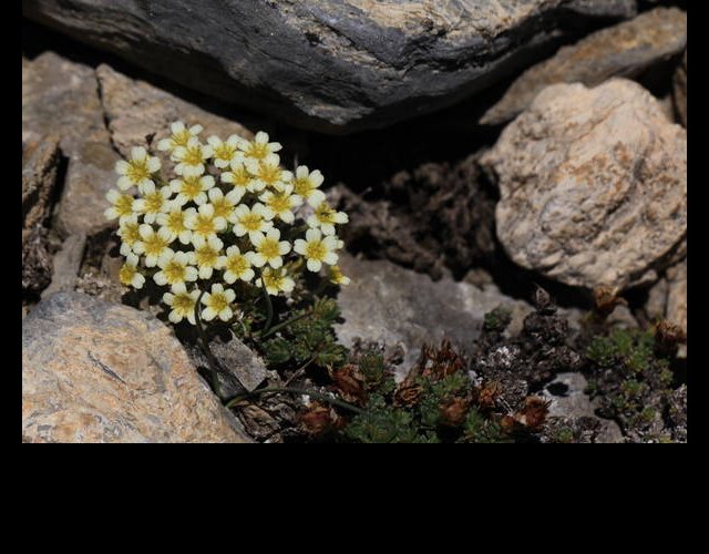 la Saxifrage fausse mousse &copy;photo Ph. Pellicier