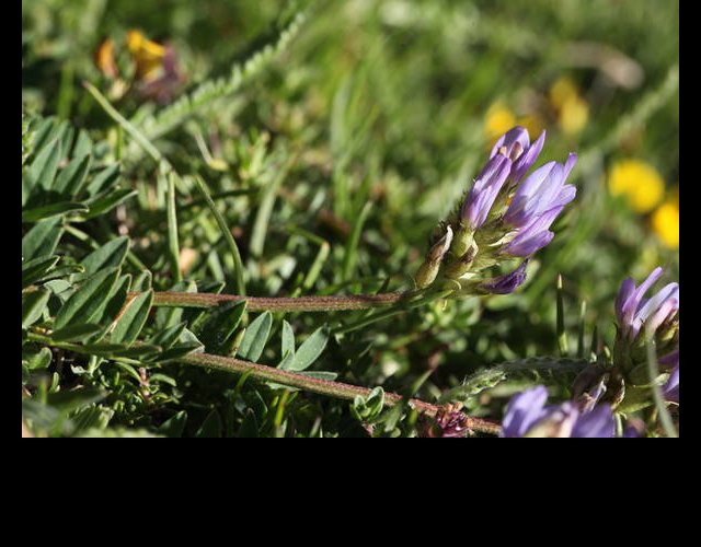 l'Astragale de Lienz &copy;photo Ph. Pellicier
