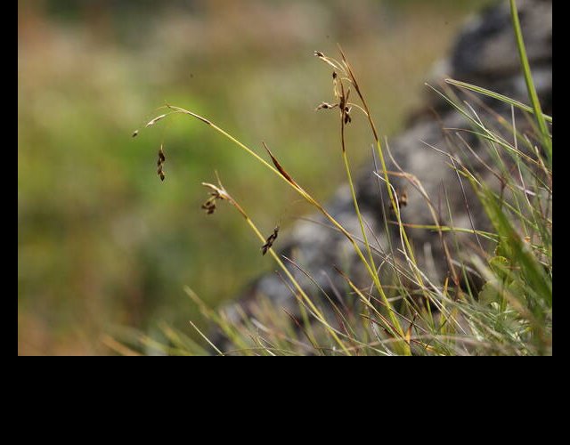 Laîche capillaire (Carex capillaris), protégée &copy;Photo Ph. Pellicier