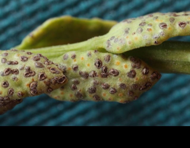 Uromyces scutellatus sur Euphorbe petit cyprès &copy;Photo Ph. Pellicier