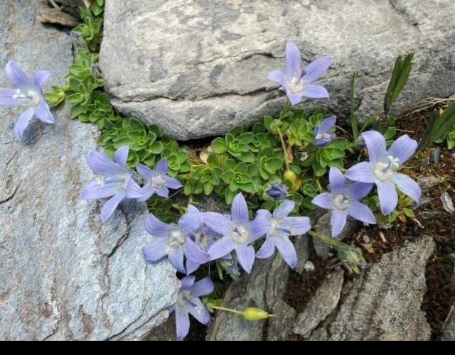 Campanula du mont Cenis, Campanula cenisia &copy;Photo Ph. Pellicier