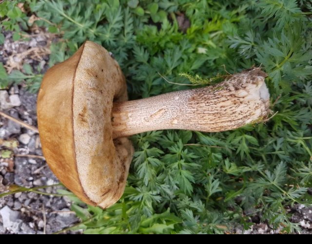 Le bolet scabre, Leccinum scabrum &copy;Photo Ph. Pellicier
