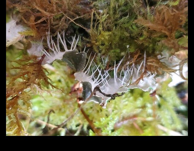 Peltigera degenii face inférieure