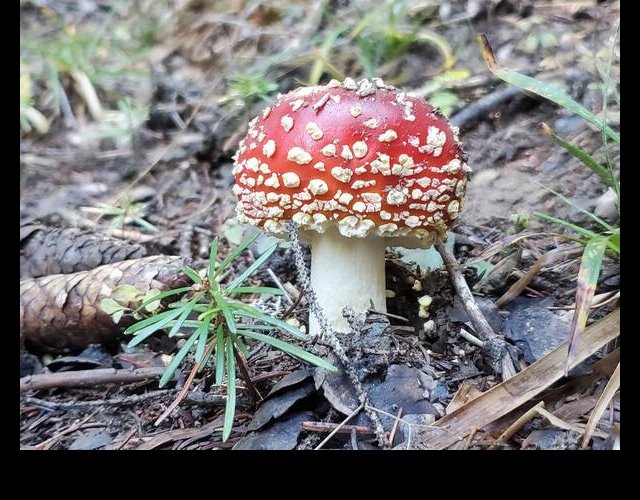 Amanite tue-mmouche, Amanita muscaria