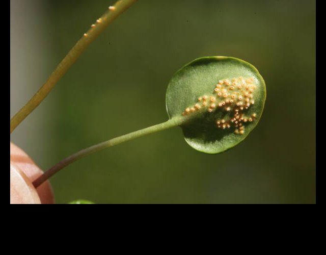 Une rouille parasite sur les feuilles de Soldanelle (Puccinia soldanellae) &copy;Photo Ph. Pellicier