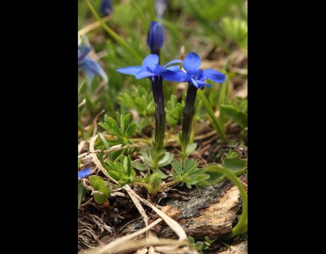 Gentiane à feuilles courtes, Gentiana brachyphylla &copy;Photo Ph. Pellicier